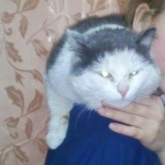 Фото: пропала кошка «Пропал кот всё ещё ищем, ждём.кот васька-6-ть...» в г. Киров (Кировская обл.)